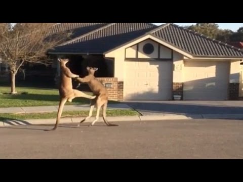 VIDEO – Ķenguru boksa mačs! (Incredible kangaroo boxing match)