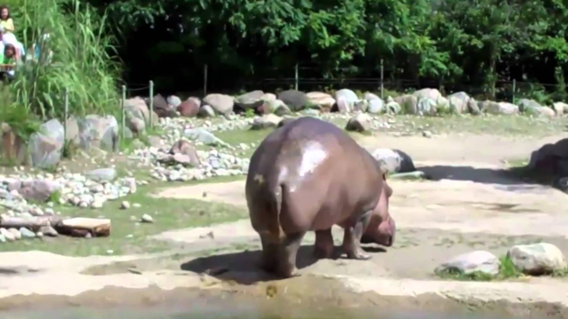 VIDEO – Pasaulē iespaidīgākais purkšķis. (World’s Biggest Fart – The Hippo)