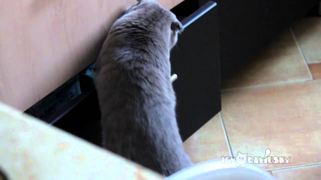 VIDEO – Pieķerts nozieguma brīdī! (Catch A Cat Trying To Steal Food)