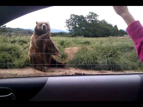 VIDEO – Pieklājīgais lācis. (Polite Bear Waves Bybe-Bybe)