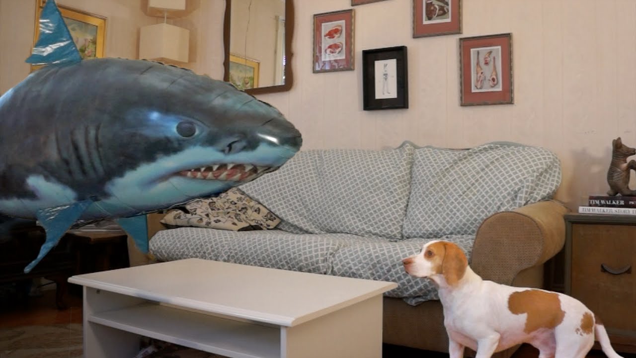 VIDEO – Suņa cīņa ar piepūšamo haizivi! (Dog vs. Shark: Cute Dog Maymo)