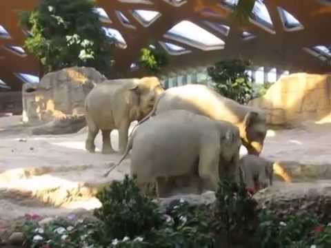 VIDEO – Ziloņmammas rūpes par mazuli. (Baby Elephan Mothers Reaction When He Slips And Falls On His Back)