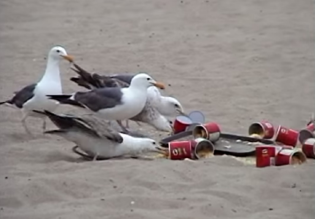 VIDEO – Kas notiek, kad kaijas sabaro ar caurejas zālēm!? (Seagulls on Laxatives Prank)