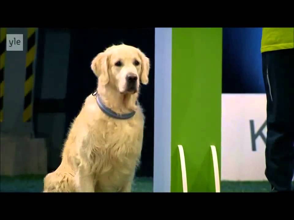 VIDEO – Ar ko zelta retrīveri atšķiras no pārējiem suņiem!? (Hilarious Dog – Golden Retriever Really Wants To Race But.. First Things First.)