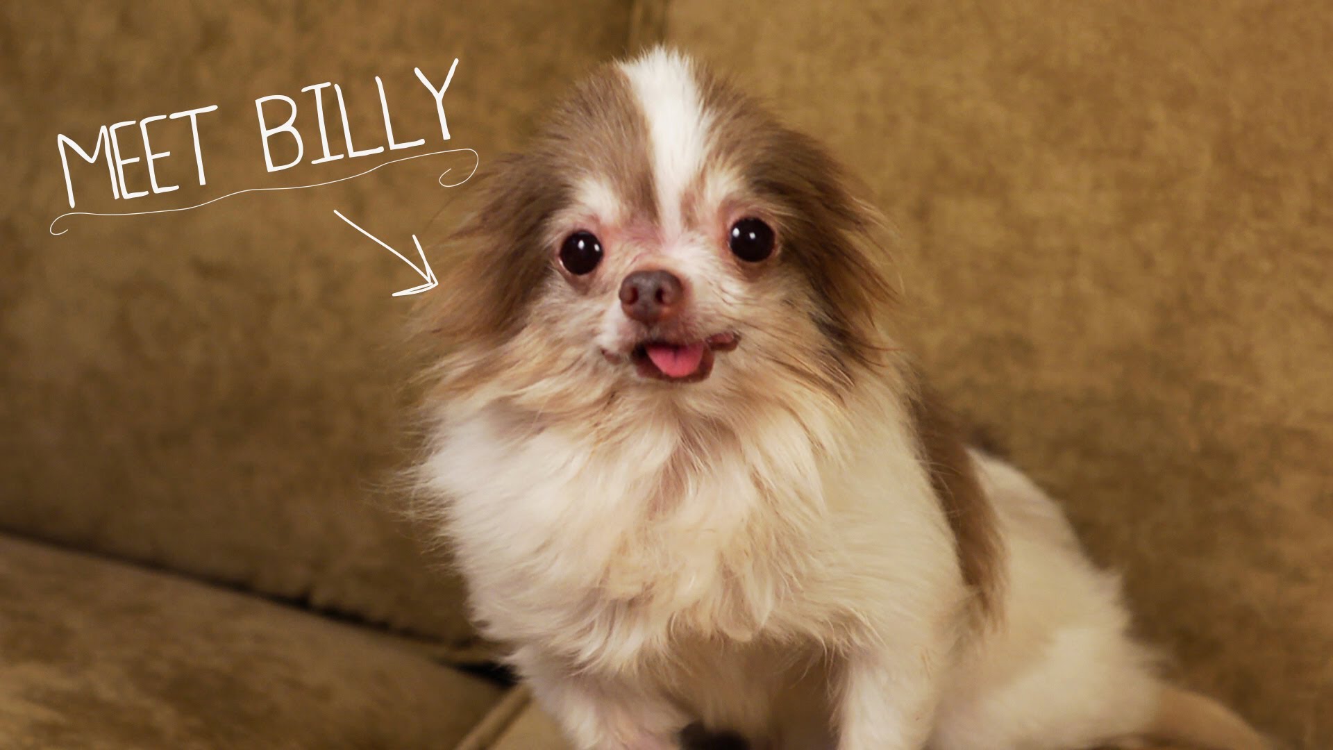 VIDEO – Iepazīsties Billijs! Viņa dzīvesstāsts vienaldzīgu neatstās nevienu! (Meet Billy)
