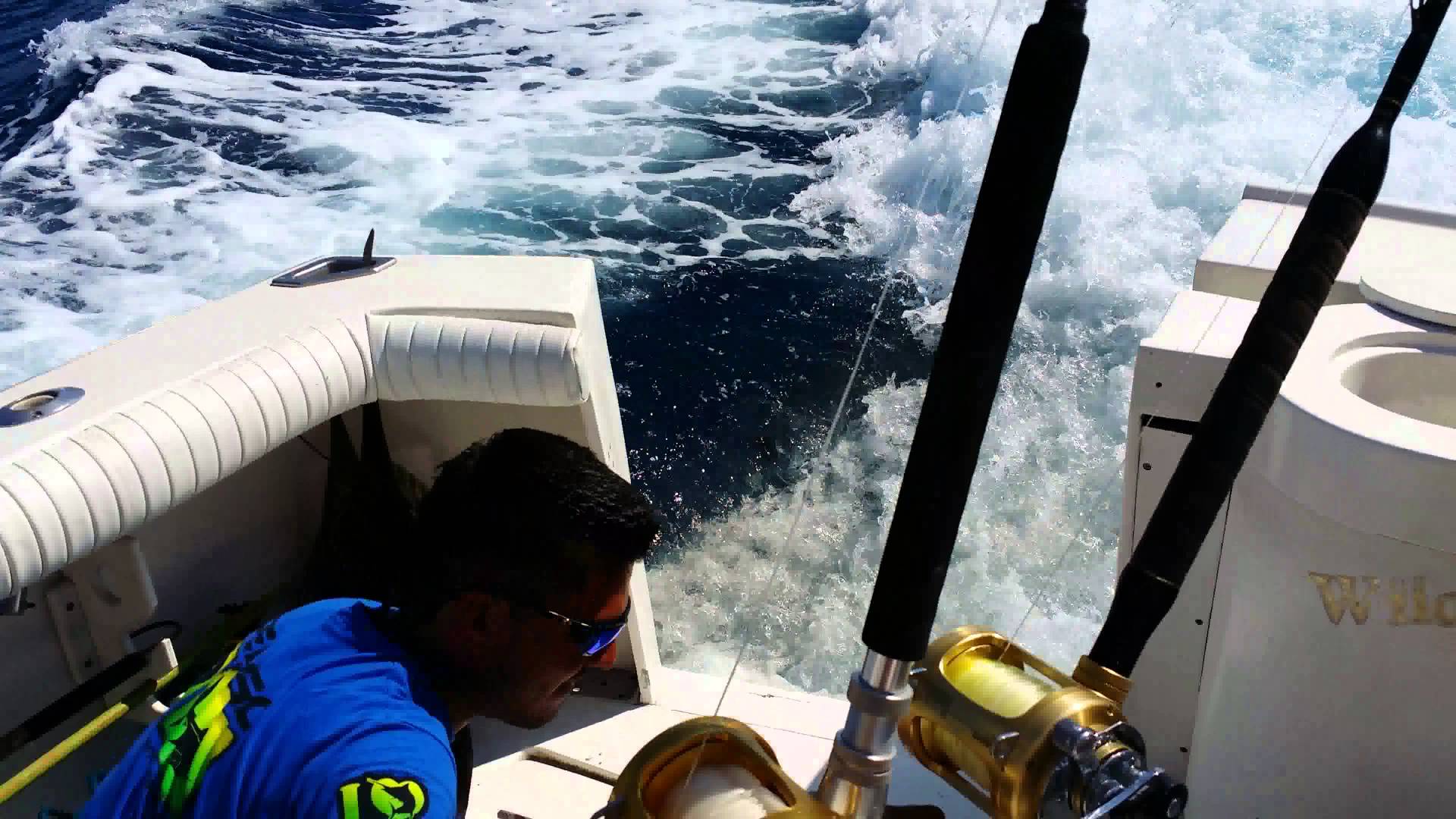 VIDEO – Jūras lauva noķer motorlaivu, lai… (Sea Lion Chases Speeding Boat To…)