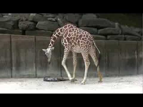 VIDEO – Kā dzimst mazie žirafēni? (Giraffe Birth at the Memphis Zoo)
