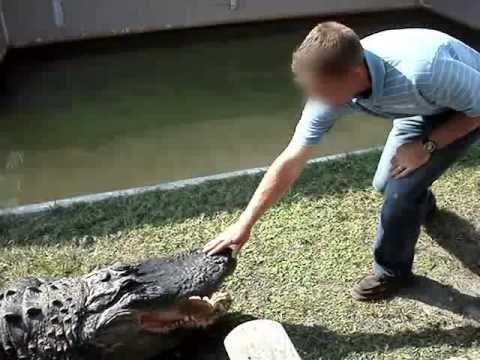 VIDEO – Kāpēc nevajag kaitināt krokodilu!? (Why do not tease a crocodile!?)