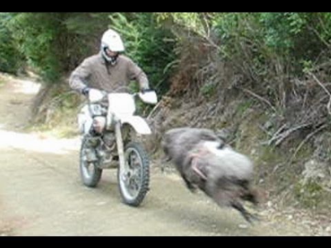 VIDEO – Ļoti dusmīgs auns un motocikls! (Angry ram vs rider – He’s back & angrier than ever)