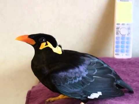 VIDEO – Neticami! Putns tekoši runā japāņu valodā! (This Bird Speaks Japanese Better Than You)