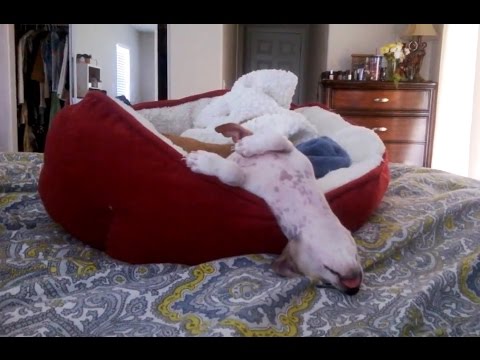 VIDEO – Šie suņi atpūšas ļoti dīvainās pozās! (Dogs Sleeping in Weird Positions Compilation)