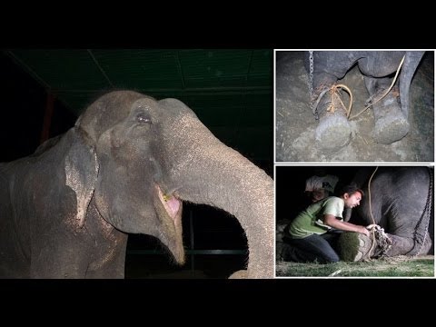 VIDEO – Šokējoši! Zilonis 50 gadus pavadījis verdzībā pie ķēdes! (50 years a Slave – Elephant cried tears of joy after getting free!)