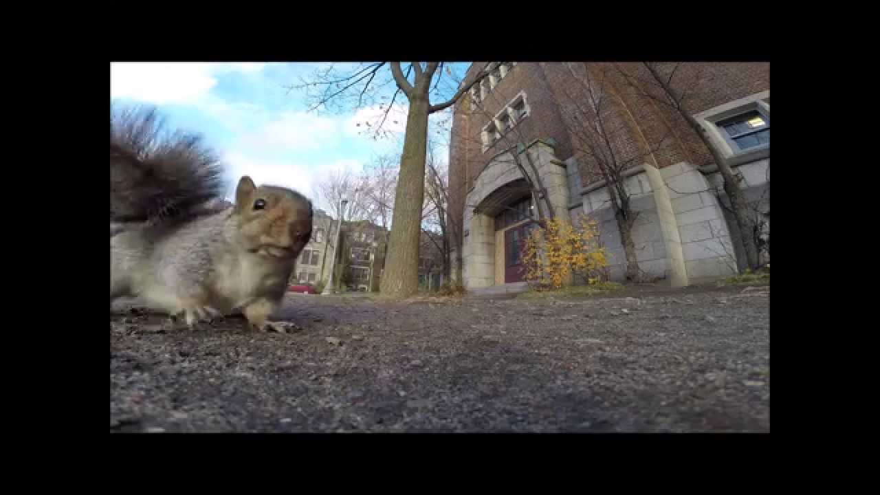 VIDEO – Vāvere nozog video kameru un uzrāpjas ar to kokā. (A squirrel nabbed GoPro and carried it up a tree)