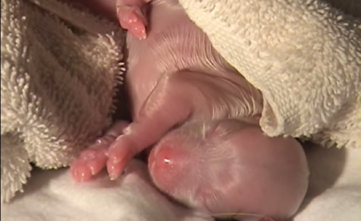 VIDEO: Kucēna piedzimšana un pirmie mirkļi šajā pasaulē! (Amazing Dog Birth!)