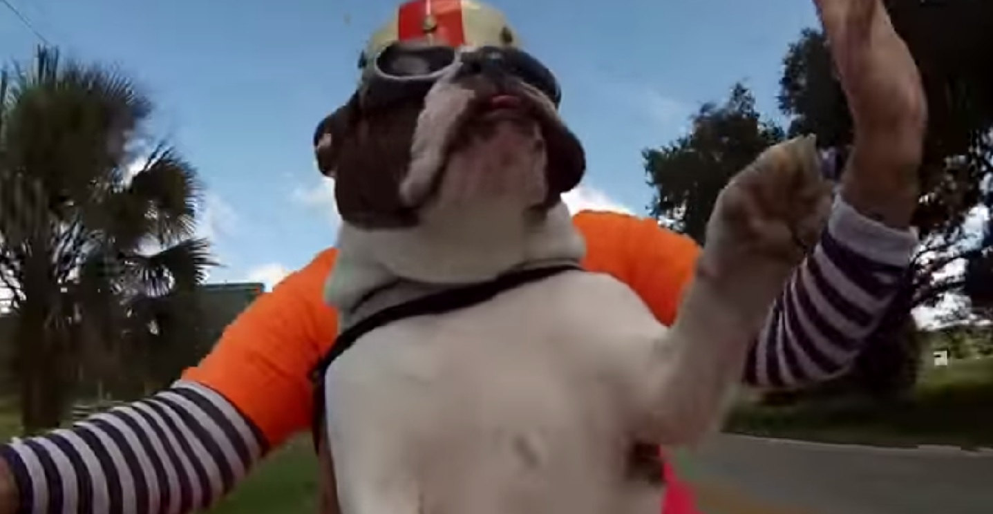 VIDEO: Savējie vienmēr jāsveicina! (Sweets the English Bulldog see’s a biker wave at us and she waves back!)