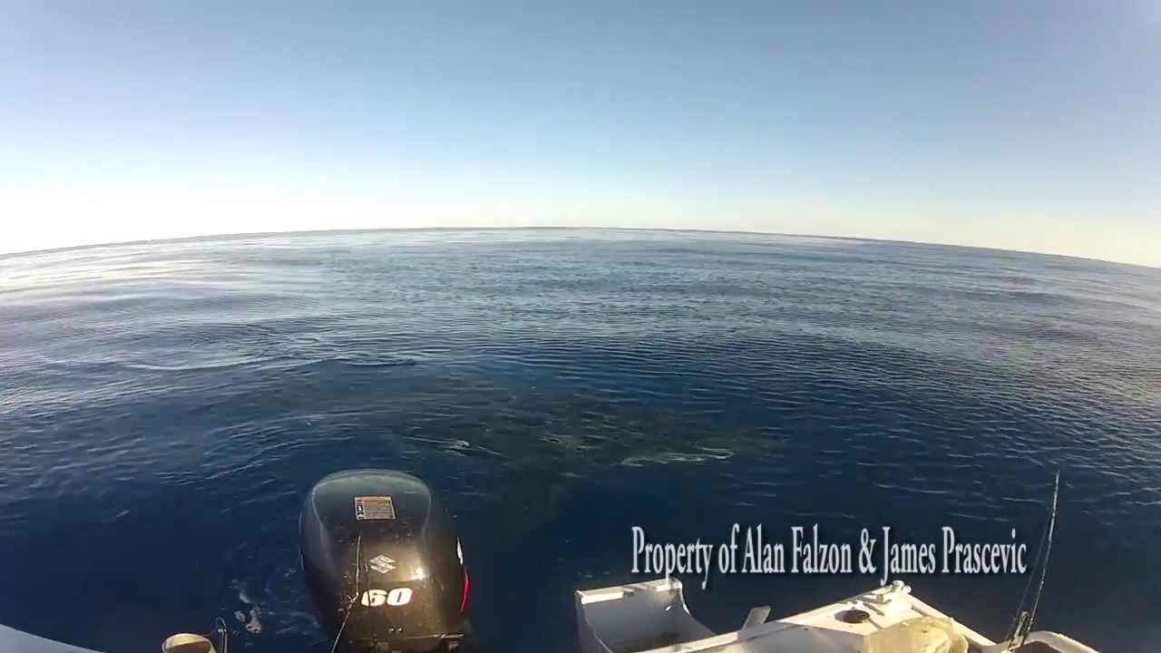 VIDEO: Austrāliešu tikšanās aci pret aci ar lielo balto haizivi! (Great White Shark Encounter off Lorne, Victoria, Australia)