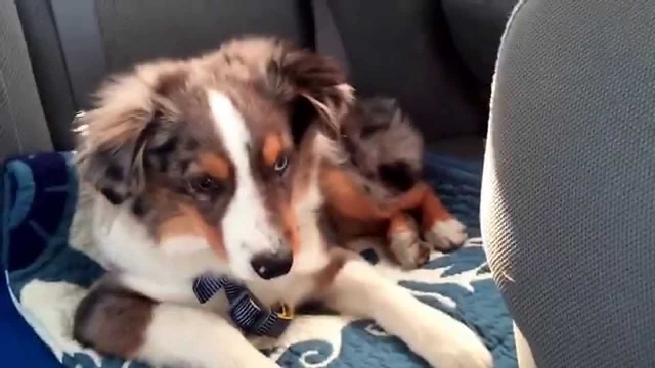 VIDEO: Izdzirdot savu mīļāko dziesmu, kucēns momentā pamostas un sāk “dziedāt” līdzi! (Waking up our puppy to his favorite song “Let it go”)