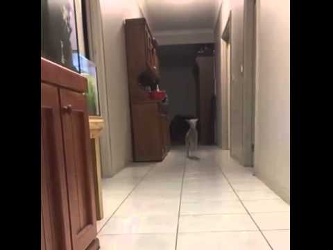 VIDEO: Jautrais lēkājošais kazlēns! (Goat jumping on house)