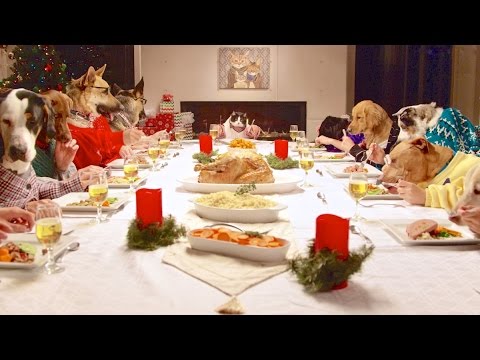 VIDEO: Kā būtu, ja suņi ieturētu Ziemassvētku mielastu? (13 Dogs and 1 Cat Eating with Human Hands!)