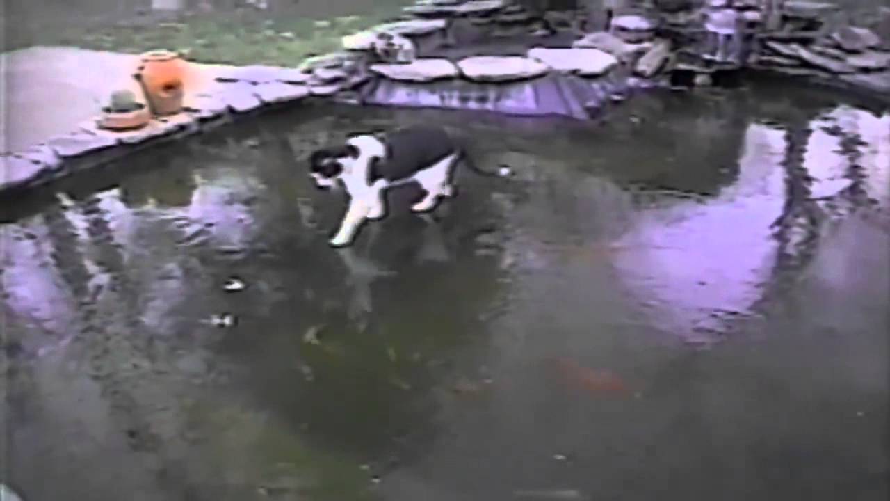 VIDEO: Kaķis mēģina izķert zem ledus esošās zivis! (Cat tries to catch fish under the frozen pond)