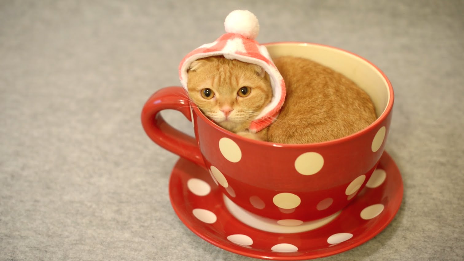 VIDEO: Kāpēc gan nepasēdēt tējas krūzē? (Cute Cat in Teacup)