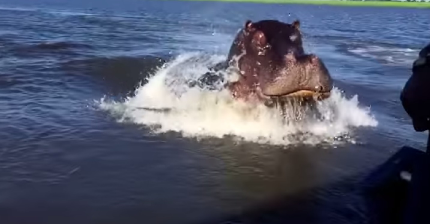 VIDEO: Milzīgs nīlzirgs mēģina uzbrukt atpūtniekiem! (Hippo Charge on Chobe River Botswana 2015!)