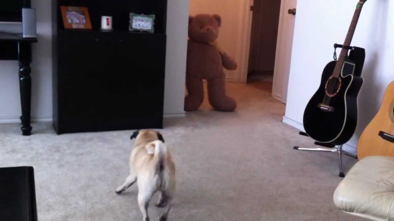 VIDEO: Kā suns atriebās saimniekiem par kacināšanu!? (PUG CRAPS from Teddy BEAR SCARE!!!)