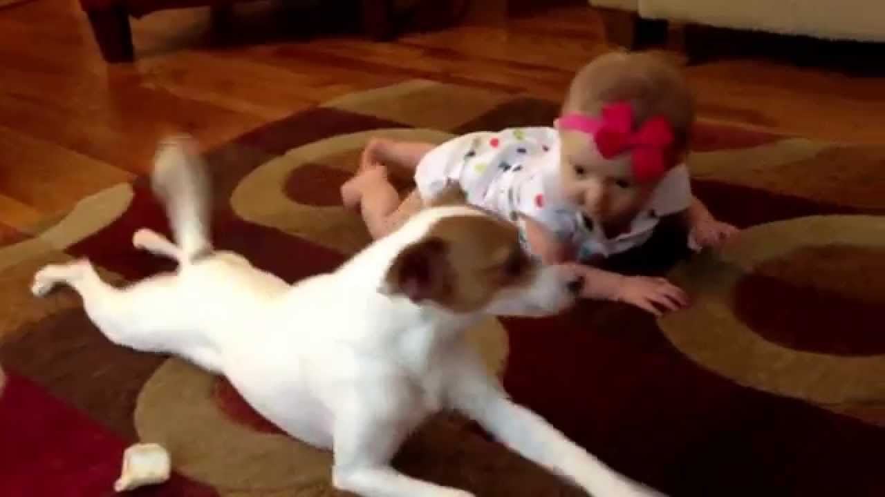 VIDEO: Kā suņuks mācīja bēbi rāpot!? (Buddy’s Baby Crawling School)