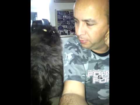 VIDEO: Kaķis no sava saimnieka uzstājīgi pieprasa viņam veltīt vairāk uzmanības! (Cat Demands More Petting!)