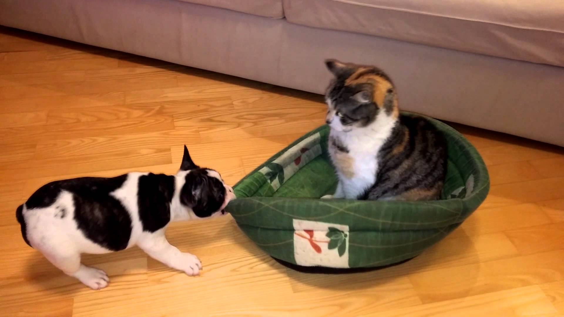 VIDEO: Kucēna izmisīgā cīņa ar kaķi par savu guļvietu! (Puppy attempts to reclaim bed from cat)