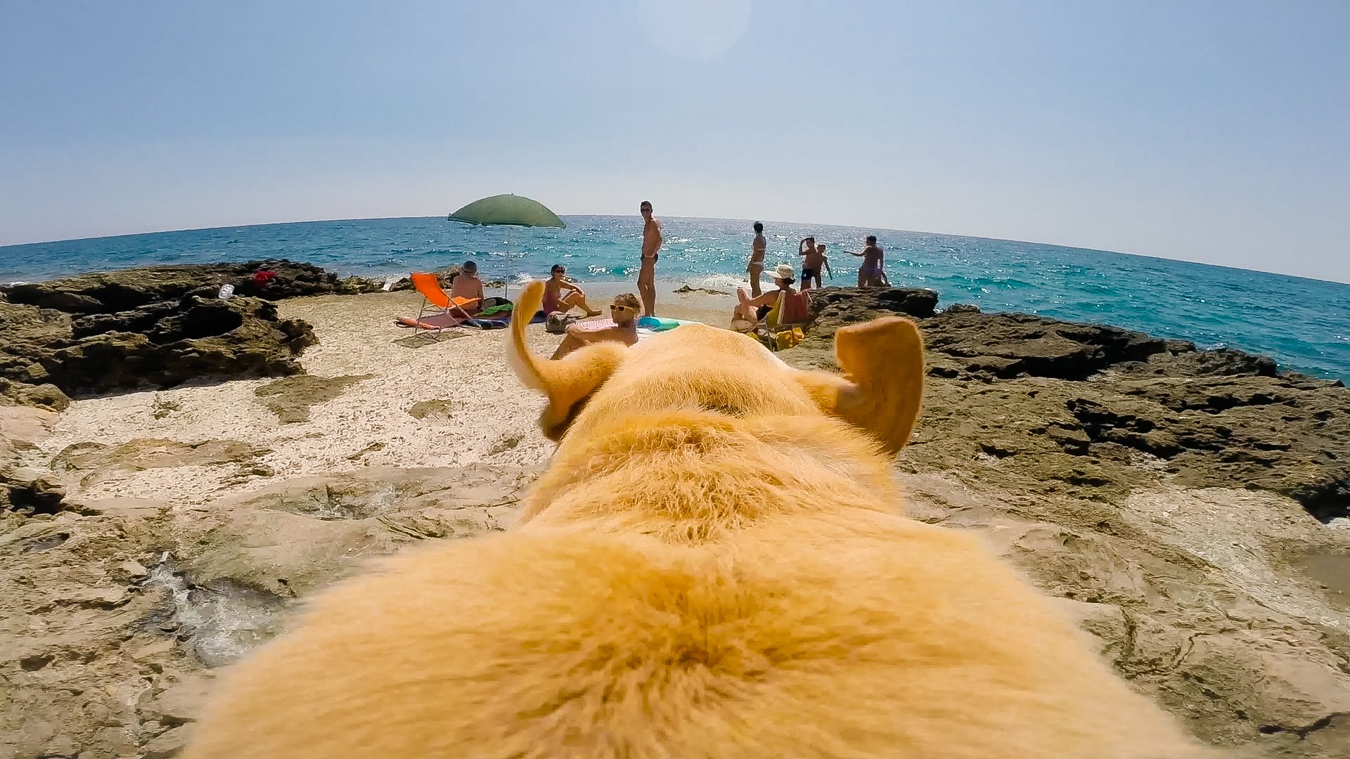 VIDEO: Laimīgā Valtera skrējiens uz pludmali! (It’s Always Sunny In Walter’s World)