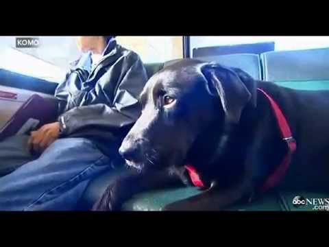 VIDEO: Šis suns izvēlas pārvietoties ar autobusus, nevis iet ar kājām! (Dog Takes The Bus All By Herself)