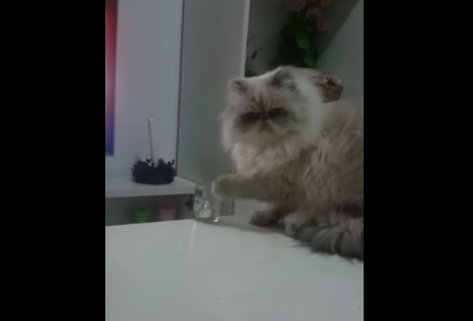 VIDEO: Kaķis parāda saimniecei, kurš te ir boss! (This Cat Doesn’t Care Any Rules!)