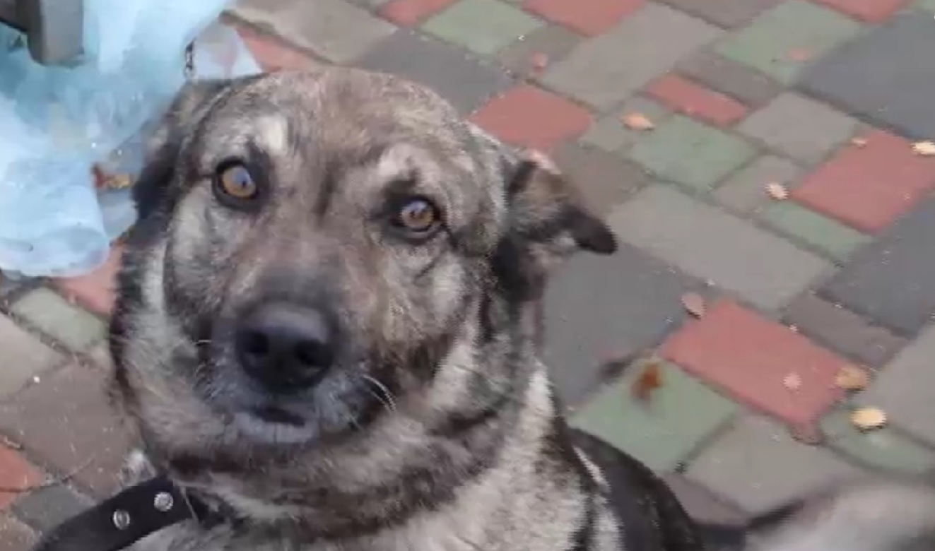 VIDEO: Latvijā mednieks nošauj mājas suni! Tas esot normāli!