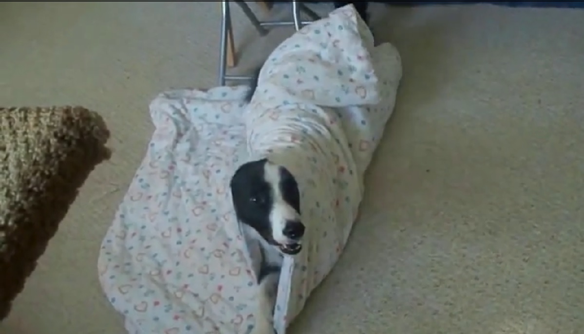 VIDEO: Kā gulēt dodas vientuļi suņi? (Lonely Dogs Tuck Themselves Into Bed)