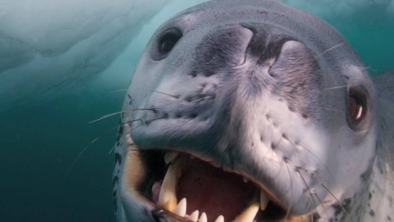 VIDEO: Fotogrāfs aci pret aci satiek nāvējošu plēsoņu – jūras leopardu! (Face-Off With a Deadly Predator!)
