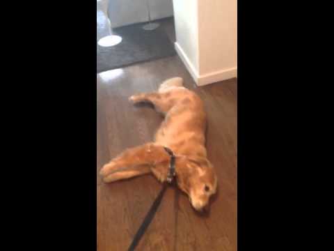 VIDEO: Kā es jūtos, kad pirmdienā jādodas uz darbu… (Lazy dog doesn’t want to walk)