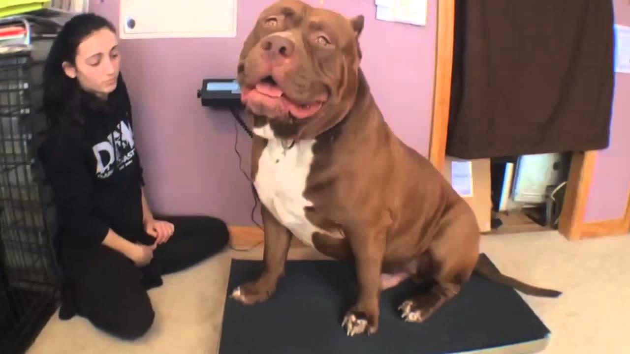VIDEO: Šis visticamāk ir lielākais suns pasaulē! (Biggest bully pitbull on earth on scale 173lbs 17 months!)