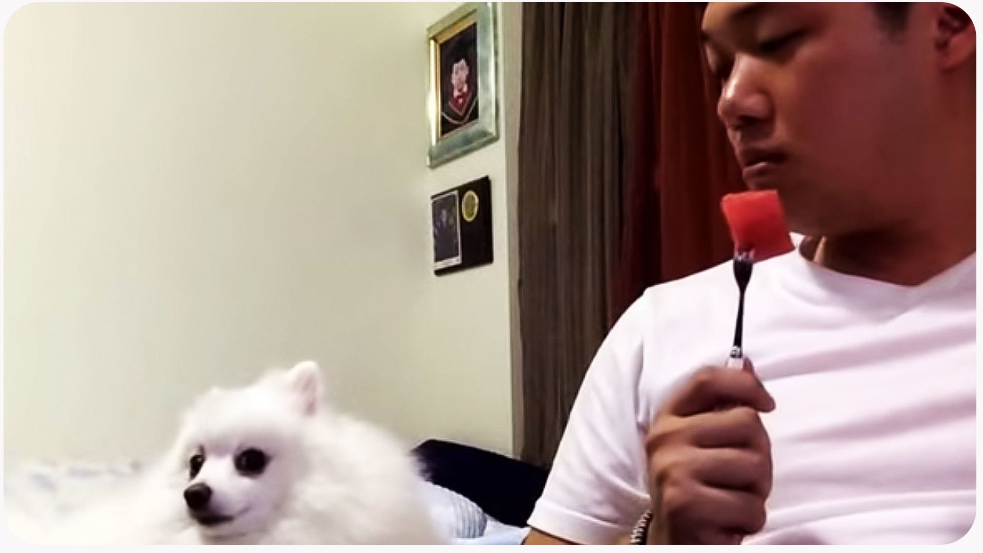 VIDEO: Suns, kuram ļoti garšo arbūzs! (Pomeranian Dog Loves Watermelon!)