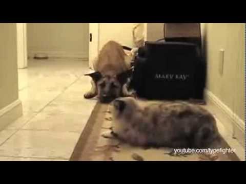 VIDEO: Tev nebūs paiet garām, suns! Teica kaķis… (You Shall Not Pass, Dog)
