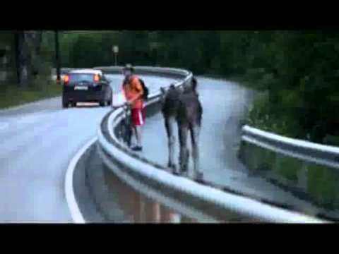 VIDEO: Uz ceļa sastapās… un visi brīnījās! (Bikepath Moose!)