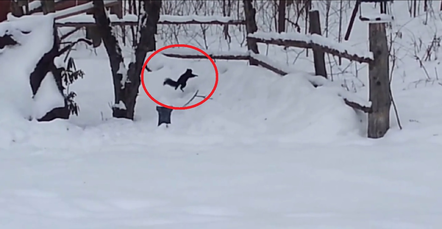 VIDEO: Smieklīgi! Vai esi kādreiz redzējis piedzērušos vāveri? (Drunk Squirrel had too many crabapples)