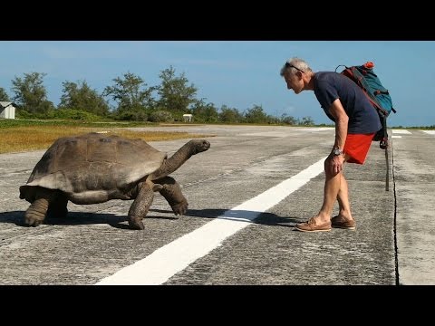 VIDEO: Kā bruņurupucis dzinās pakaļ pētniekam, kurš iztraucēja viņa mīlas aktu? (Explorer Interrupts Mating Tortoises, Slowest Chase Ever Ensues)