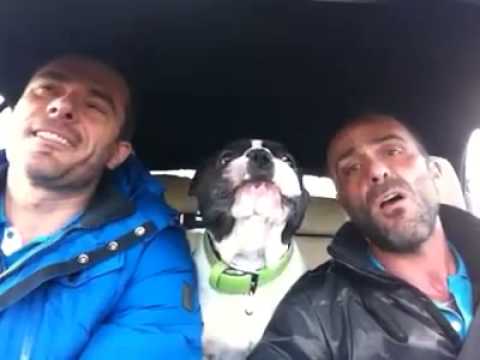 VIDEO: Kā buldogs reaģēja uz sava saimnieka dziedāšanu!? (What Junior The Bulldog Does When His Dad Sings? Hilarious!)