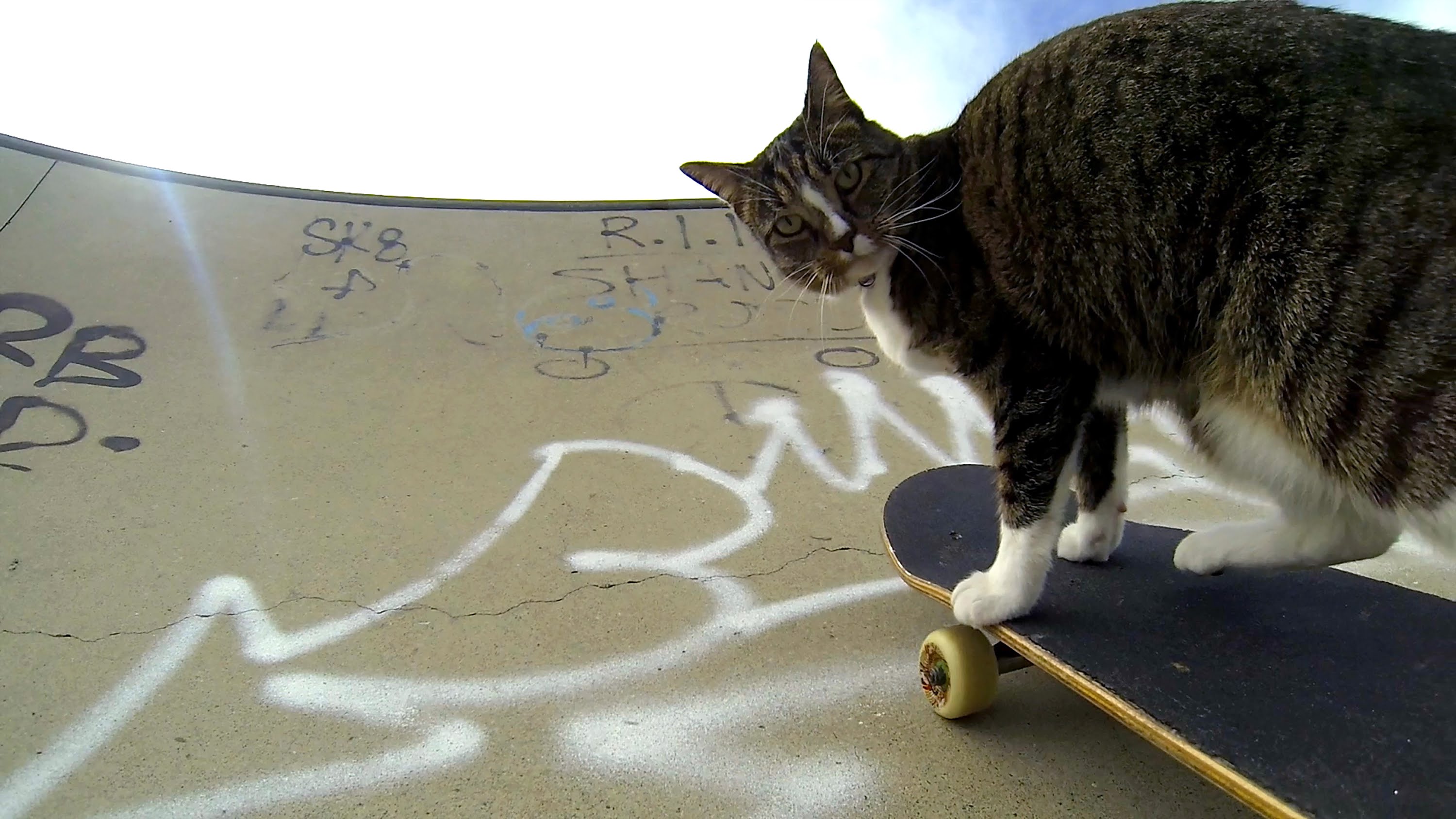 VIDEO: Kaut kas neredzēts! Skeitojošais kaķis! (Didga the Skateboarding Cat!)