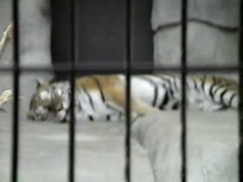 VIDEO: Nekad nerūc uz tīģeri… (Never growl at a tiger….)
