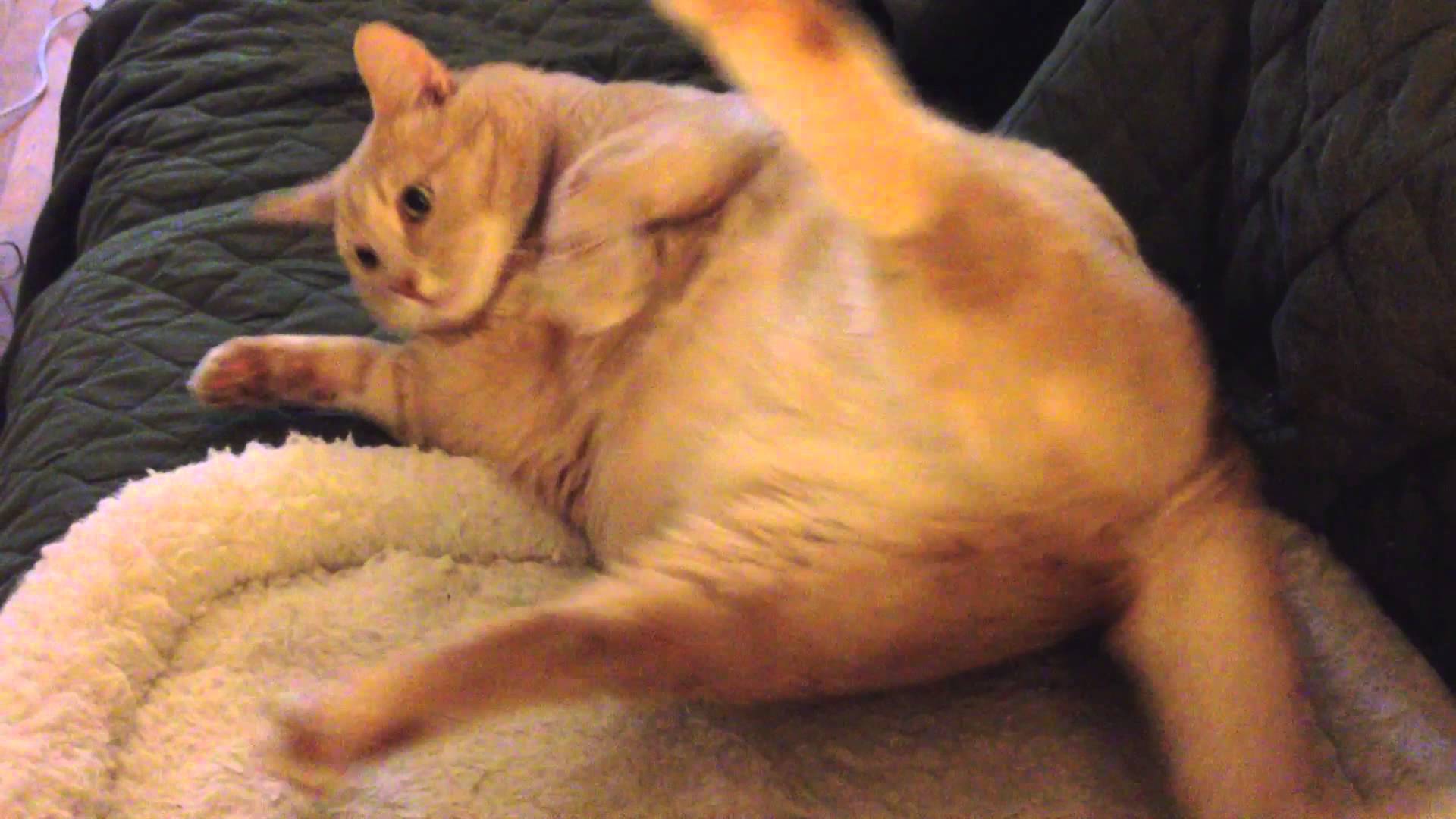 VIDEO: Resnā kaķa grūtā dzīve! (Fat cat trying to flip over)
