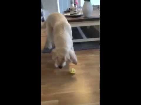 VIDEO: Zelta retrīvera reakcija pēc citrona pagaršošanas. (Golden retriever tasting lemon)