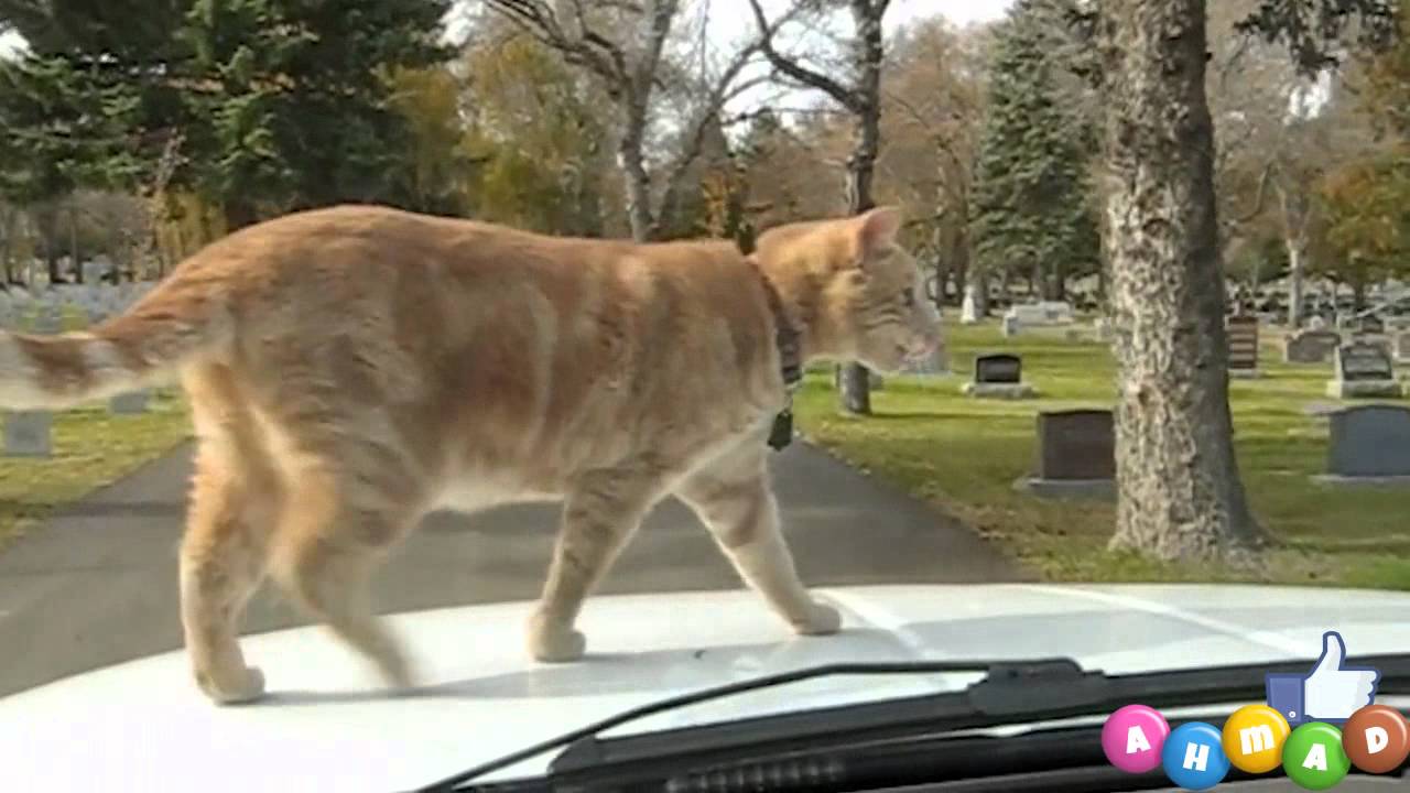 VIDEO: 19 kaķi!  (19 Cats Who Are Totally Badass!)