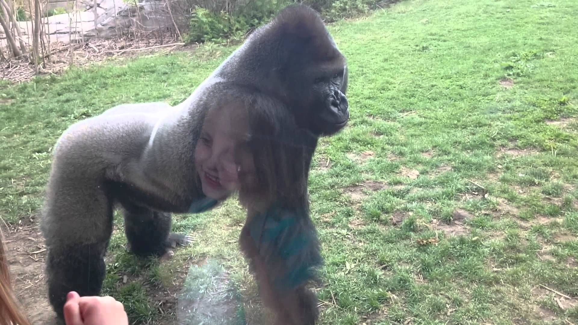 VIDEO: Gorilla cenšas uzbrukt cilvēkiem! (When a Silverback attacks)